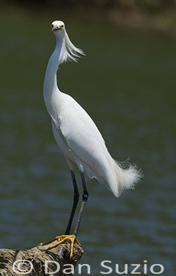 Snowy Egret