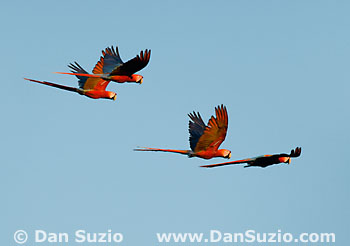 Scarlet macaws