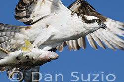 Osprey