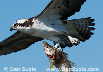 Osprey with fish
