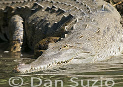 American Crocodile