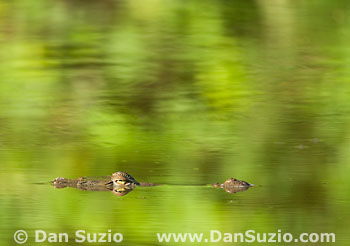 American crocodile, Crocodylus acutus