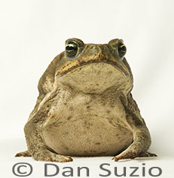 Cane Toad