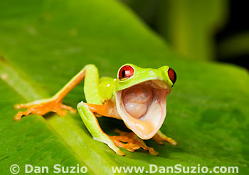 Red-eyed treefrog