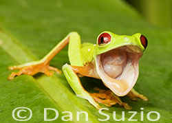 Red-eyed Treefrog