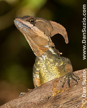 Common basilisk