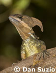 Zebra-tailed lizard, Callisaurus draconoides