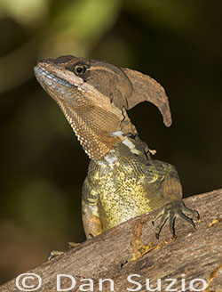 Common Basilisk