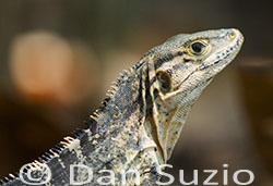 Black Spiny-tailed Iguana