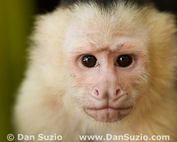 White-faced capuchin