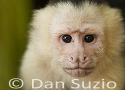 White-faced Capuchin