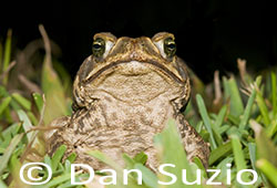 Cane Toad