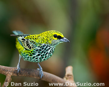 Speckled tanager