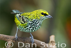 Speckled Tanager