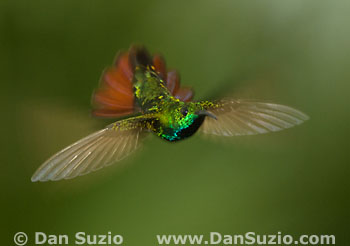 Green-breasted mango hummingbird