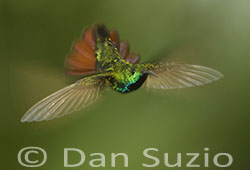 Green-breasted Mango Hummingbird