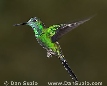 Green-crowned brilliant hummingbird