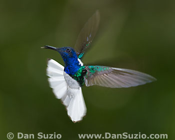 White-necked jacobin