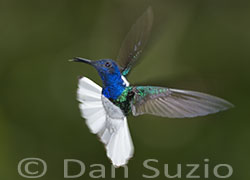 White-necked Jacobin