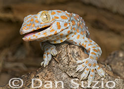 Tokay Gecko