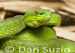 Sunda Island Pitviper