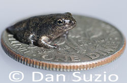 Black-spined Toad