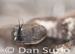 Panamint Rattlesnake