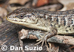 Elgaria sp., Alligator lizard
