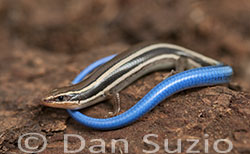 Skilton's Skink