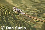 Aquatic garter snake, Thamnophis atratus