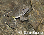 Foothill yellow-legged frog, Rana boylii