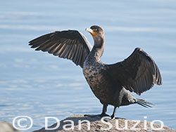 Double-crested Cormorant