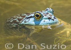 Blue American Bullfrog