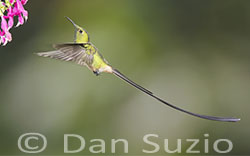 Black-tailed Trainbearer