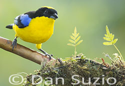 Blue-winged Mountain Tanager