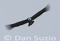 Andean Condor