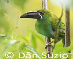 Crimson-rumped Toucanet