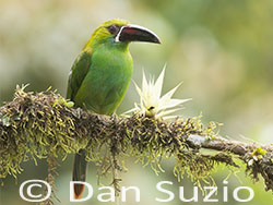 Crimson-rumped Toucanet