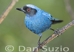 Masked Flowerpiercer