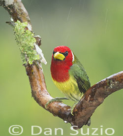 Red-headed Barbet