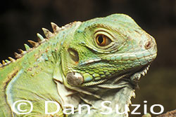 Green Iguana