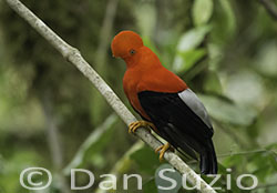 Andean Cock-of-the-Rock