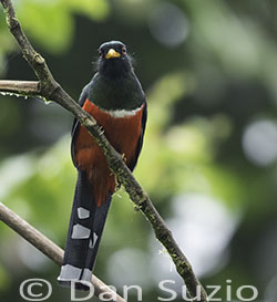 Masked Trogon