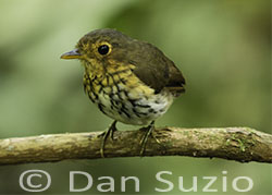 Ochre-breasted Antpitta