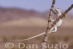 Desert Iguana