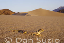 Mojave Fringe-toed Lizard