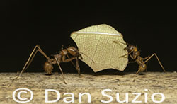 Leafcutter Ants