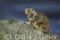 Beechey Ground Squirrel