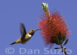 Rufous Hummingbird