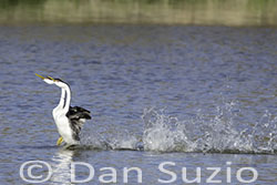 Western Grebes